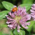 Seven-spotted Ladybird on Red Clover