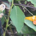 Perennial Sand Bean & Spotted Jewelweed