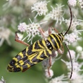 Locust Borer & Late-flowering Boneset