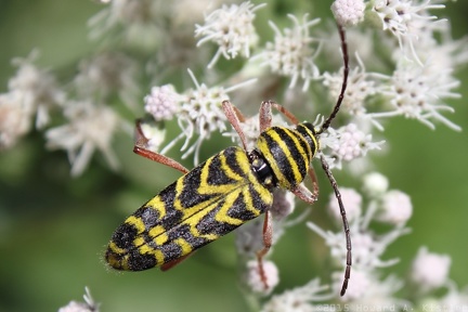 Locust Borer & Late-flowering Boneset