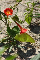 Cloudless Sulphur & Small Red Morning Glory