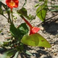 Cloudless Sulphur & Small Red Morning Glory