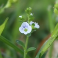 Thyme-leaved Speedwell