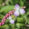 Marsh Dewflower & Long-bristled Smartweed