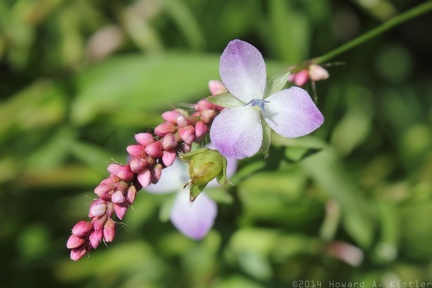 Marsh Dewflower & Long-bristled Smartweed
