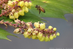 Leatherleaf Mahonia & Bee