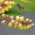Leatherleaf Mahonia & Bee