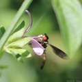 Syrphid Fly on Branched Foldwing