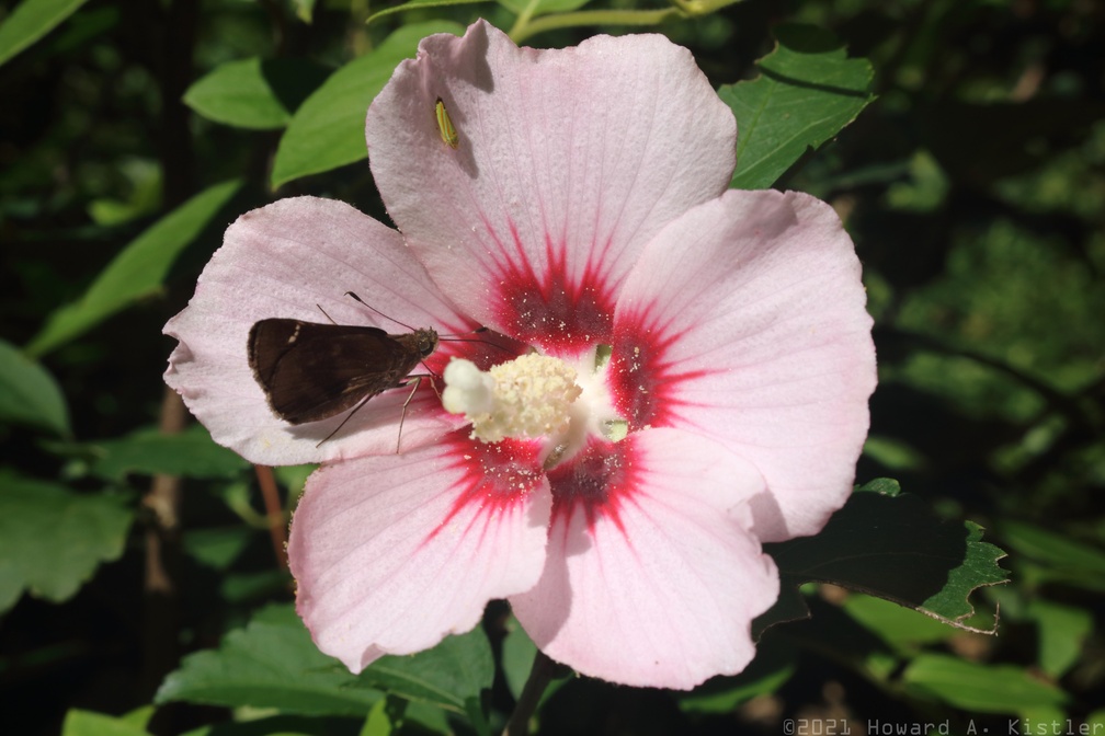 Clouded Skipper and Versute Sharpshooter on Halberd-leaved Rose Mallow