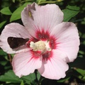 Clouded Skipper and Versute Sharpshooter on Halberd-leaved Rose Mallow