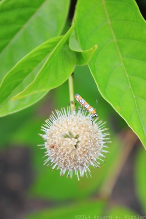 Common Buttonbush & Ailanthus Webworm Moth
