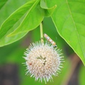 Common Buttonbush & Ailanthus Webworm Moth