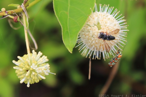 Common Buttonbush & Leafcutter Bee & Ailanthus Webworm Moth