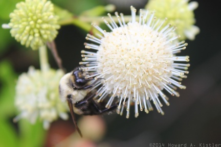 Common Buttonbush & Bumble Bee