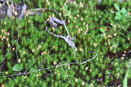 Common Haircap Moss