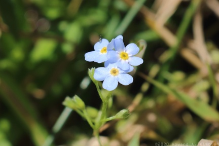 True Forget-Me-Not