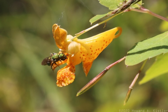 Augochlora Green Metallic Bee on Spotted Jewelweed