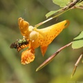 Augochlora Green Metallic Bee on Spotted Jewelweed
