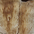 Gilled tree fungus