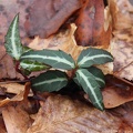 Spotted Wintergreen