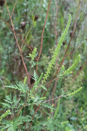 Common Ragweed