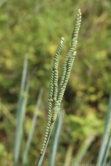 Florida Beadgrass