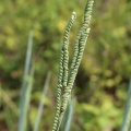 Florida Beadgrass