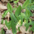 Perfoliate Bellwort