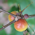 "Oak Apple" Insect Galls