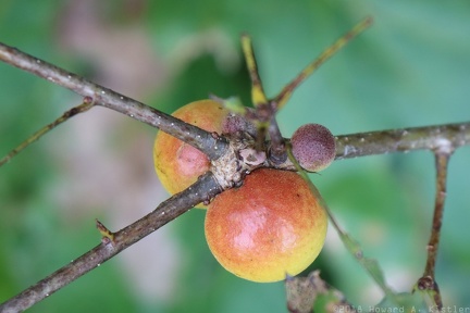 "Oak Apple" Insect Galls