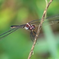Yellow-sided Skimmer