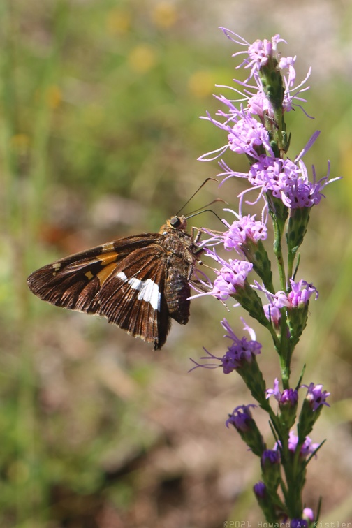 Silver-spotted Skipper on Grass-leaved Blazing Star