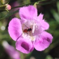 Flower Hover Fly on Purple False Foxglove