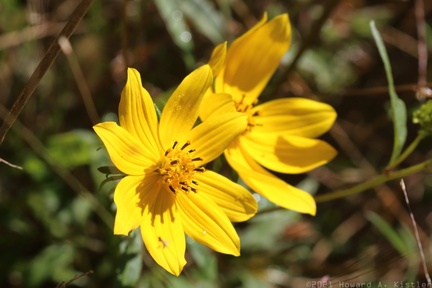 Tickseed Sunflower