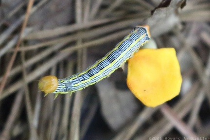 Orange-humped Mapleworm