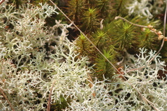 Common Haircap Moss & Green Reindeer Lichen