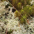 Common Haircap Moss & Green Reindeer Lichen