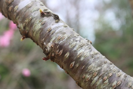 Cherry tree bark