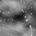 Rainweb
