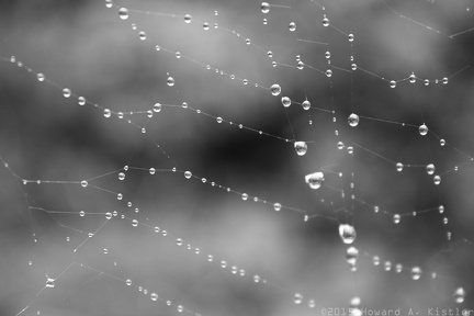 Rainweb