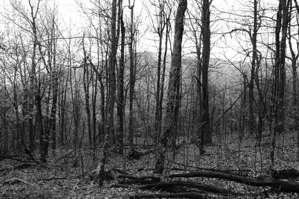 Shenandoah Forest