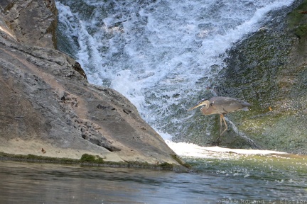Great Blue Heron at Falls at Natural Bridge