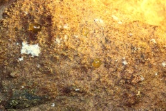 Cave Moss & Springtail Egg Cases