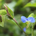 Ailanthus Webworm Moth & Common Dayflower