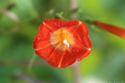 Small Red Morning Glory