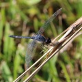Dragonfly at Bodie