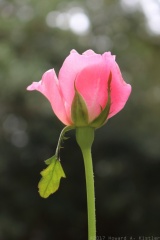 Rose in Elizabethan Gardens