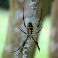 Black-and-Yellow Argiope in Elizabethan Gardens