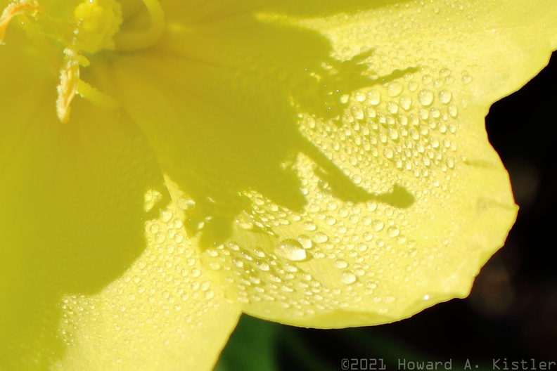 Dew on Sundrops