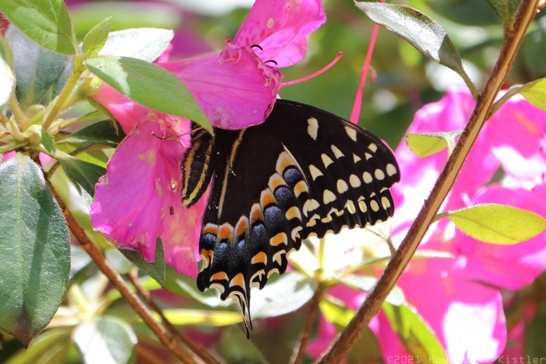 Palamedes Swallowtail on Azalea